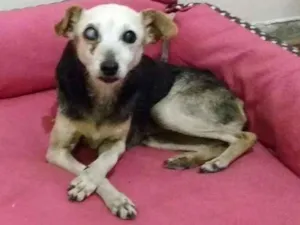 Cachorro raça SRD idade 5 anos nome Véia
