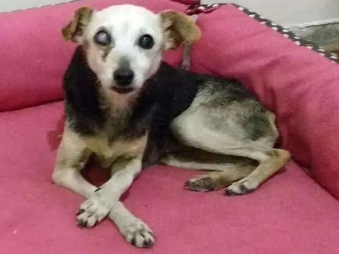 Cachorro ra a SRD idade 5 anos nome Véia