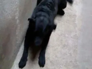 Cachorro raça Labrador  idade 7 a 11 meses nome Thor 