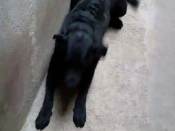 Cachorro ra a Labrador  idade 7 a 11 meses nome Thor 