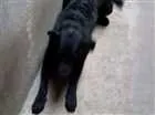 Cachorro raça Labrador  idade 7 a 11 meses nome Thor 