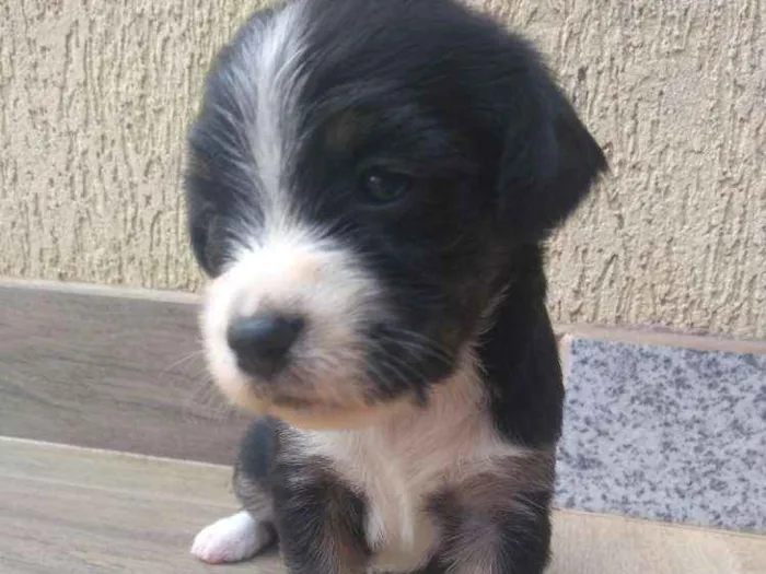 Cachorro ra a SRD idade Abaixo de 2 meses nome sem nome