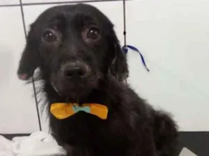 Cachorro raça Srd idade 2 anos nome Dobby