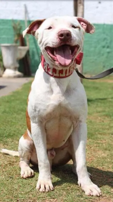 Cachorro raça PITBULL idade 4 anos nome SHIRO