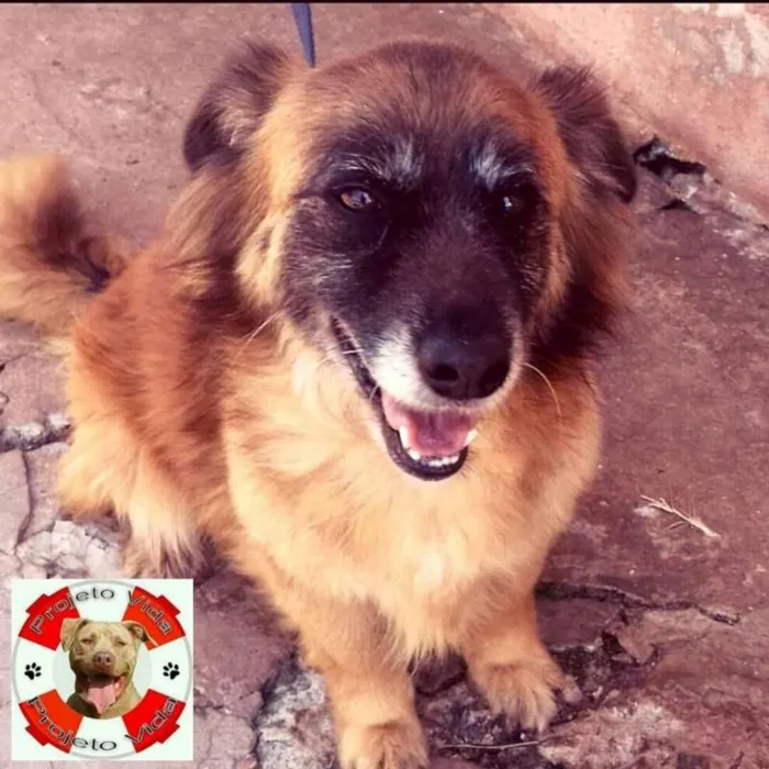 Cachorro raça SRD idade 5 anos nome TED