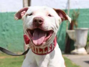 Cachorro raça PITBULL idade 4 anos nome SHIRO