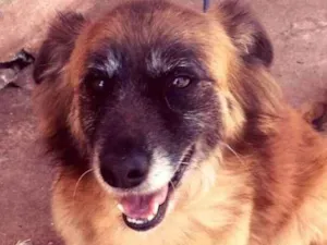 Cachorro raça SRD idade 5 anos nome TED