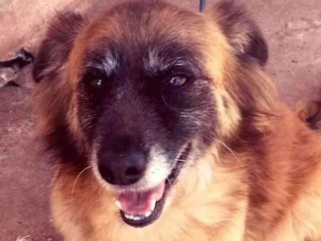 Cachorro raça SRD idade 5 anos nome TED