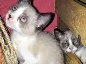 Gato raça SRD idade Abaixo de 2 meses nome Anjinhos para adoção