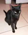 Neguinha 