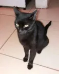 Neguinha 