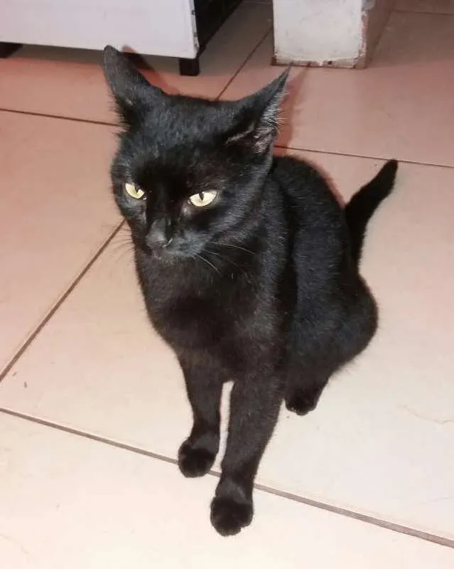 Gato ra a vira lata idade 2 a 6 meses nome Neguinha 