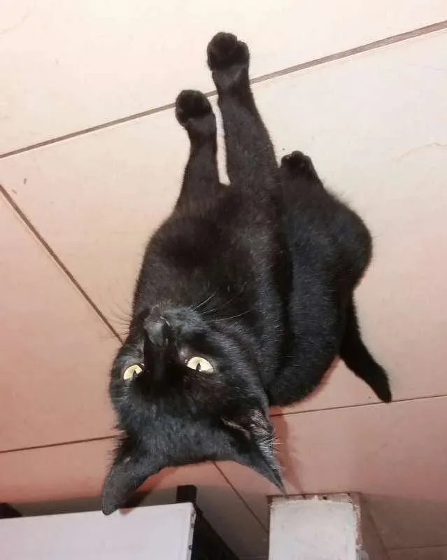 Gato ra a vira lata idade 2 a 6 meses nome Neguinha 