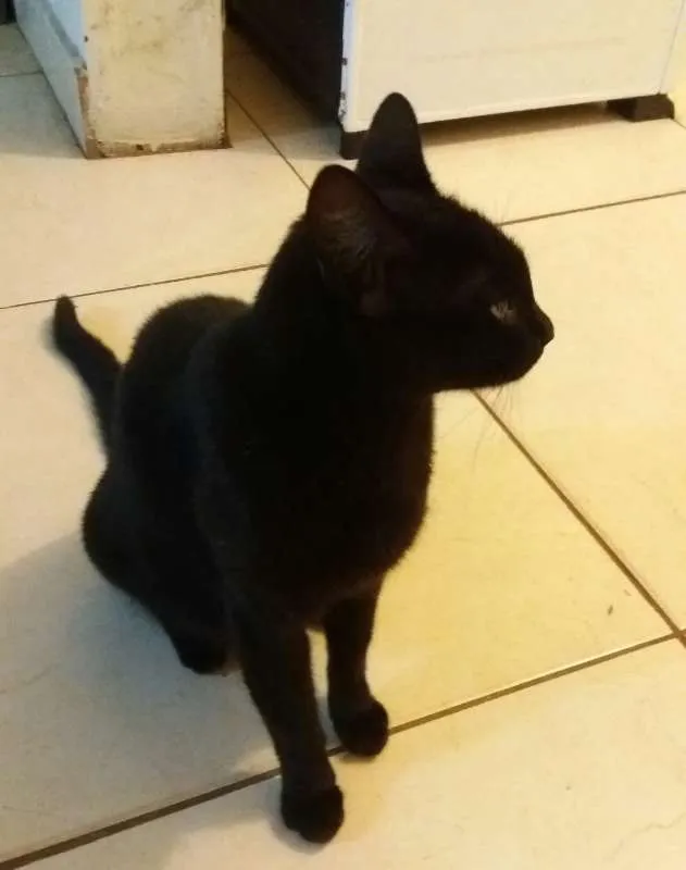 Gato ra a vira lata idade 2 a 6 meses nome Neguinha 