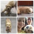 Lilica 