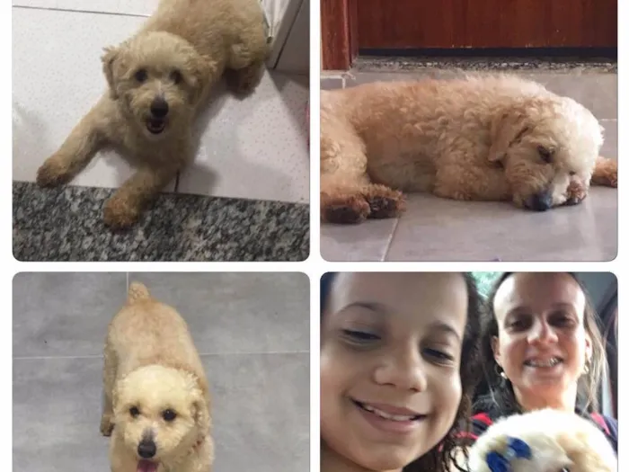 Cachorro ra a Poodle  idade 4 anos nome Lilica 