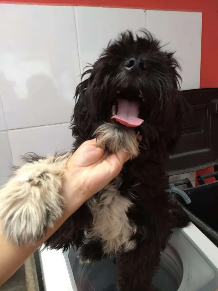 Cachorro ra a poodle idade 1 ano nome jhony