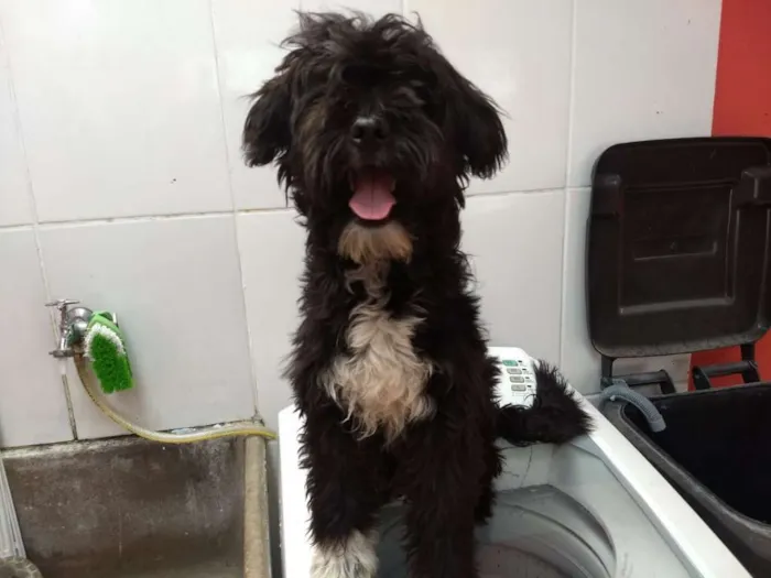 Cachorro ra a poodle idade 1 ano nome jhony