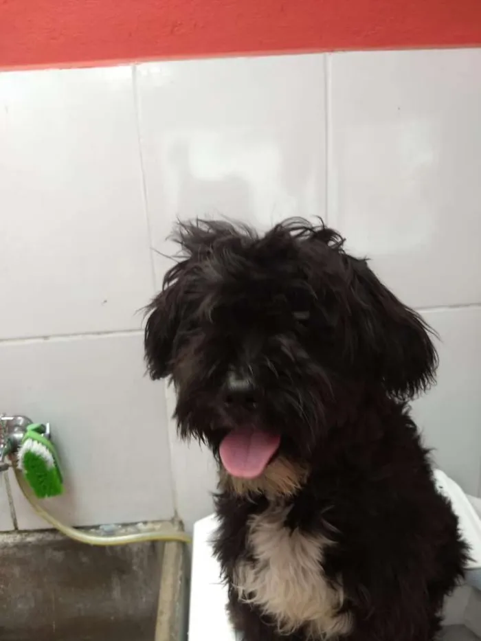 Cachorro ra a poodle idade 1 ano nome jhony