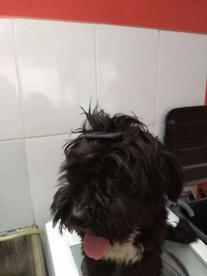 Cachorro ra a poodle idade 1 ano nome jhony