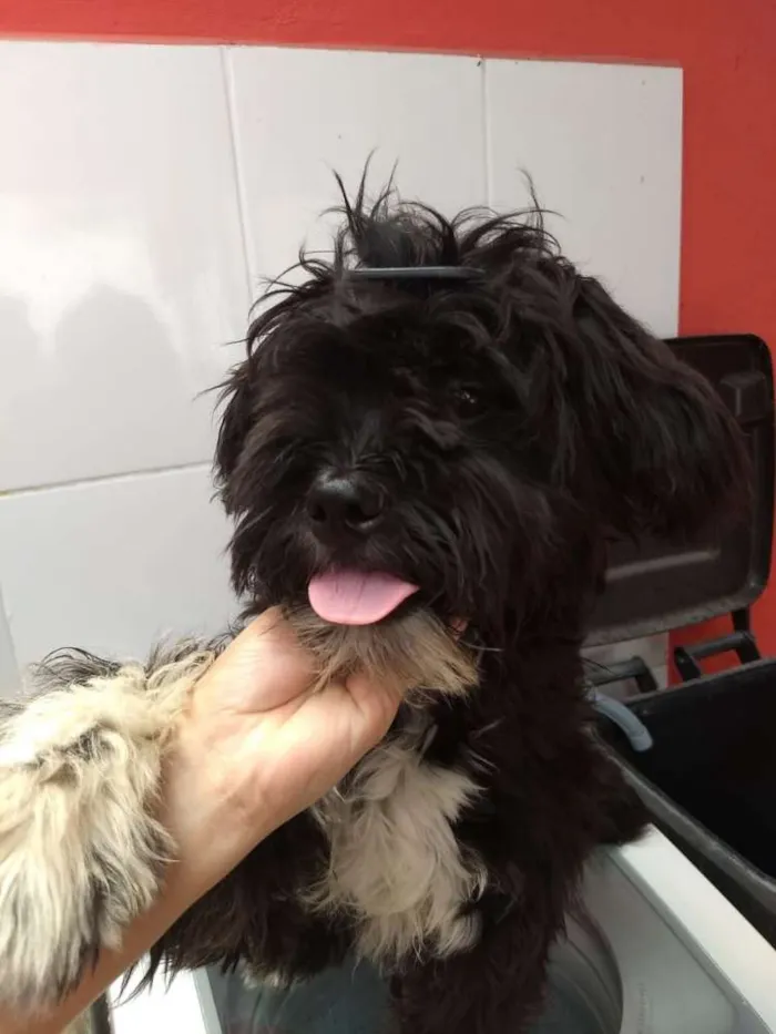 Cachorro ra a poodle idade 1 ano nome jhony