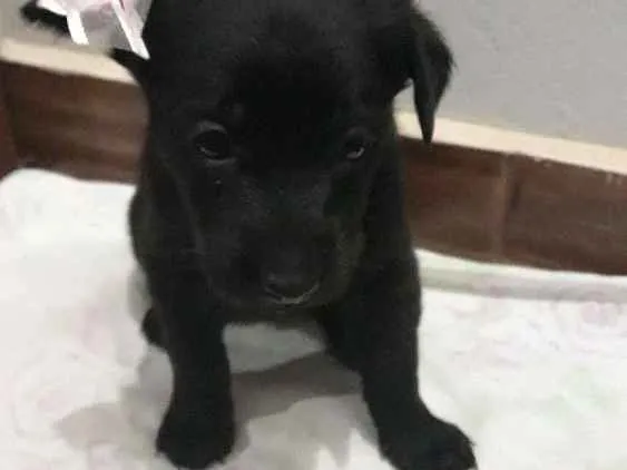 Cachorro ra a Sem raça idade Abaixo de 2 meses nome Sem nome