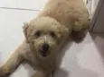 Lilica 