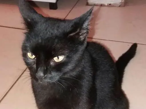 Gato ra a vira lata idade 2 a 6 meses nome Neguinha 