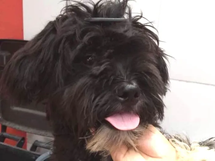 Cachorro ra a poodle idade 1 ano nome jhony