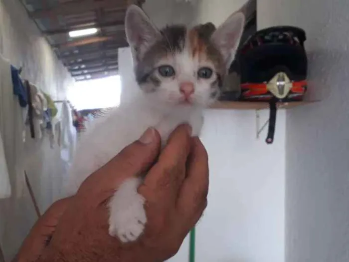 Gato raça Vira lata idade Abaixo de 2 meses nome Não tem nome