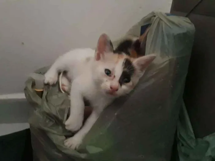 Gato raça  idade Abaixo de 2 meses nome Não tem nome