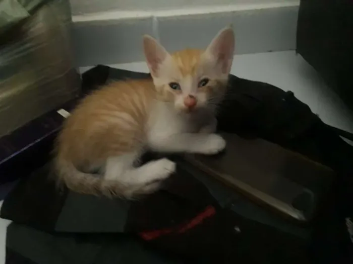 Gato raça Vira lata idade Abaixo de 2 meses nome Não tem nome 