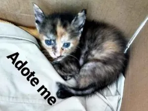 Gato raça  mestiços idade Abaixo de 2 meses nome Castrada