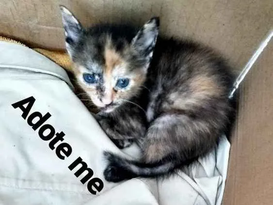 Gato ra a  mestiços idade Abaixo de 2 meses nome Castrada