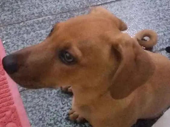 Cachorro ra a Sem raça  idade 2 a 6 meses nome Spike 