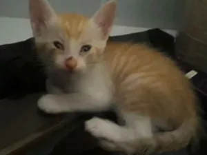 Gato raça Vira lata idade Abaixo de 2 meses nome Não tem nome 