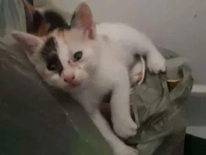 Gato raça  idade Abaixo de 2 meses nome Não tem nome