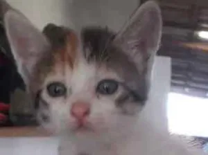 Gato raça Vira lata idade Abaixo de 2 meses nome Não tem nome