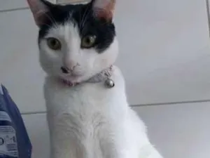 Gato raça Sem raça definida idade 2 anos nome Magali