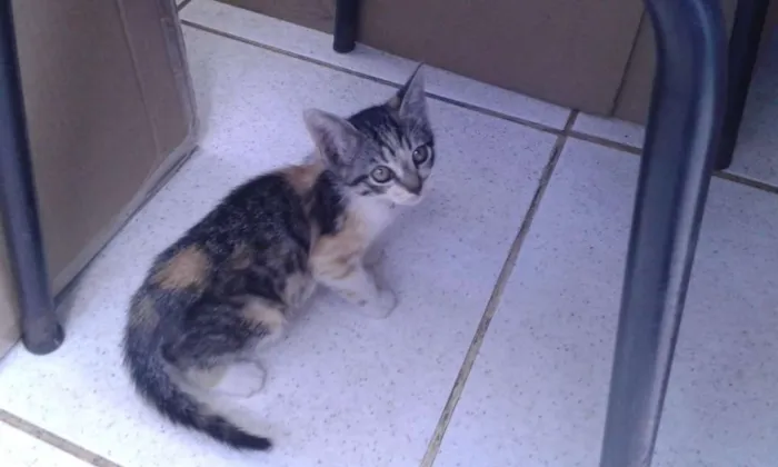 Gato ra a  mestiços idade Abaixo de 2 meses nome Castrada