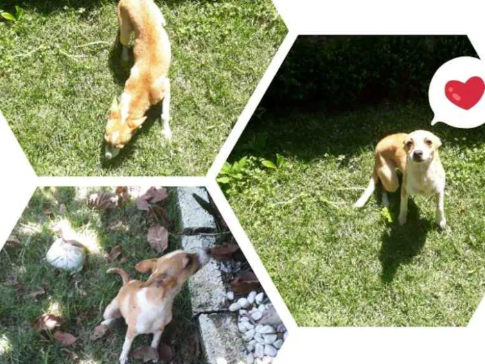 Cachorro ra a Vira-lata idade 2 a 6 meses nome Nina 