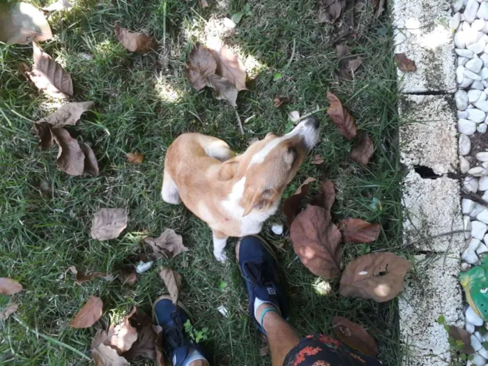 Cachorro ra a Vira-lata idade 2 a 6 meses nome Nina 
