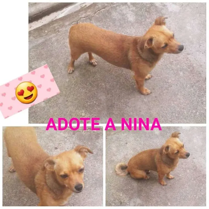 Cachorro raça Mestiça de Pintcher  idade 3 anos nome Nina