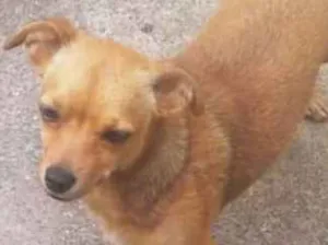 Cachorro raça Mestiça de Pintcher  idade 3 anos nome Nina