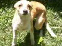 Cachorro raça Vira-lata idade 2 a 6 meses nome Nina 