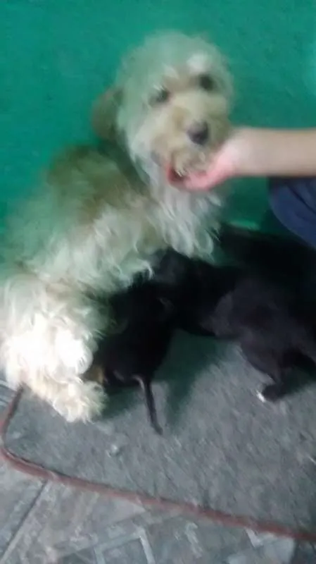 Cachorro ra a Poodle idade 3 anos nome Jhuly