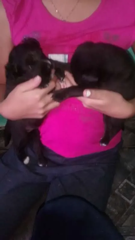 Cachorro ra a Poodle idade 3 anos nome Jhuly