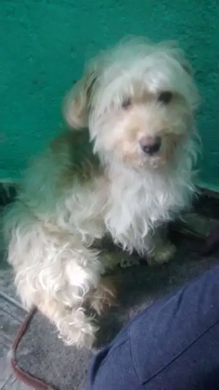 Cachorro ra a Poodle idade 3 anos nome Jhuly