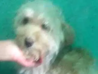 Cachorro ra a Poodle idade 3 anos nome Jhuly