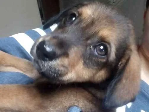 Cachorro ra a SRD idade 2 a 6 meses nome Olívia